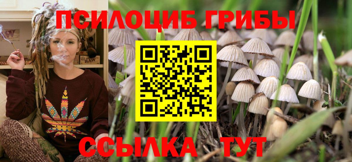 Кольчугино  Галлюциногенные грибы MAGIC MUSHROOMS  Псилоцибиновые грибы Psilocybe  Вход с VPN 